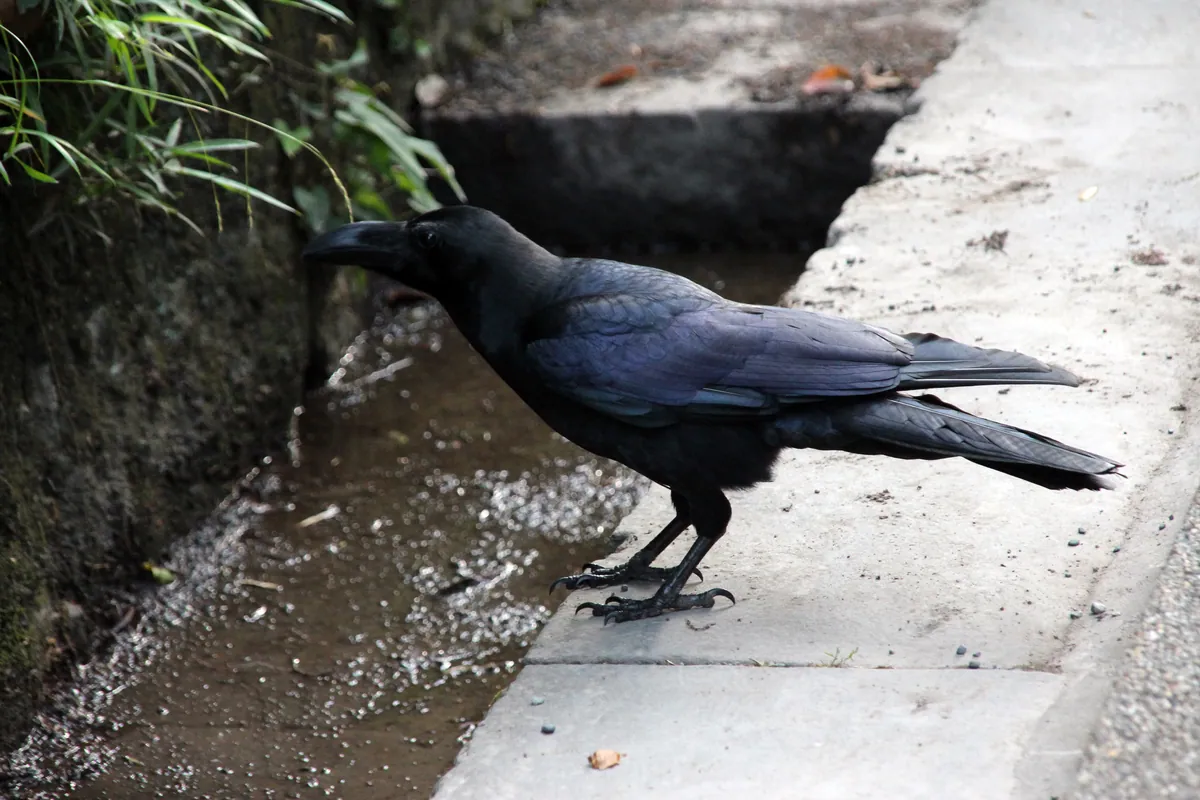 Meiji-jingū corbeau gros bec rigole