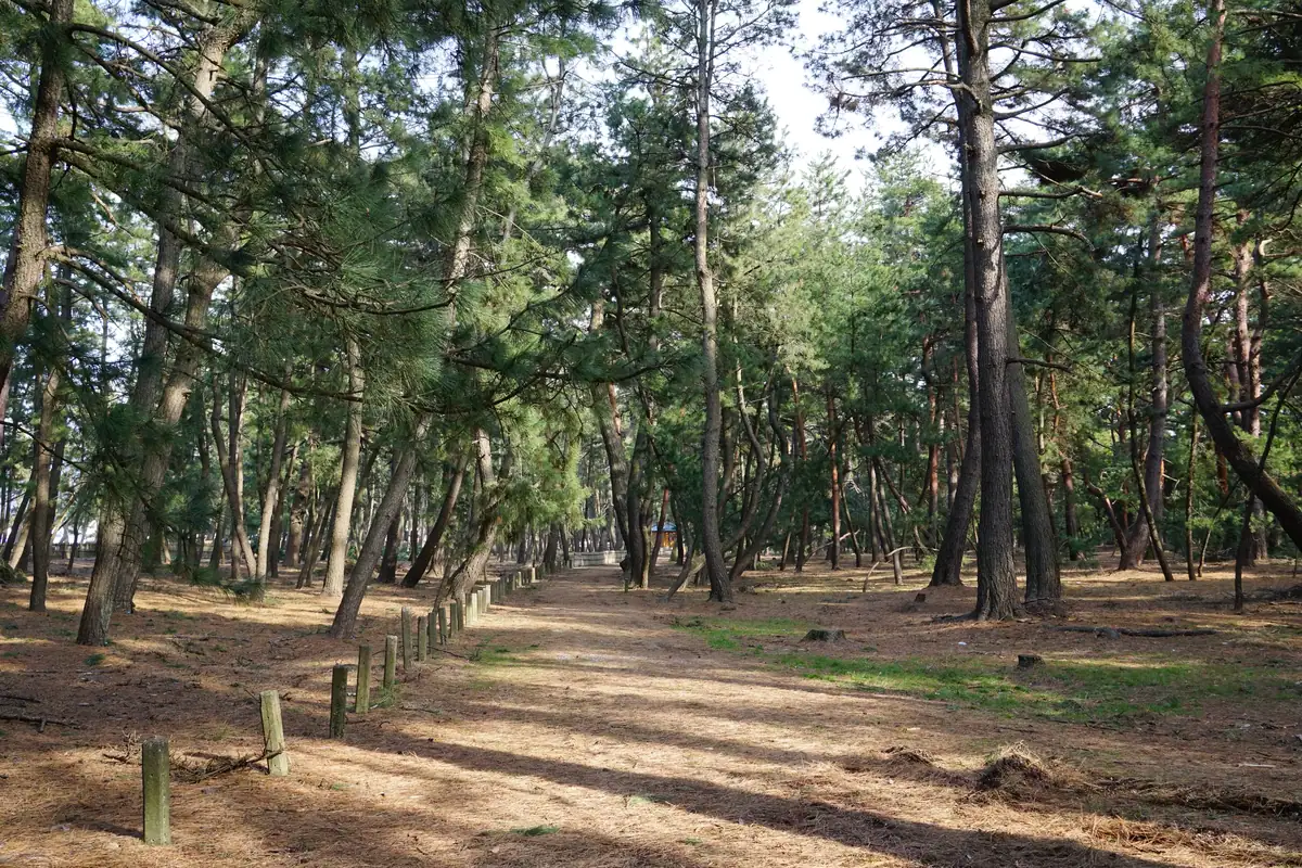 Kehi no Matsubara