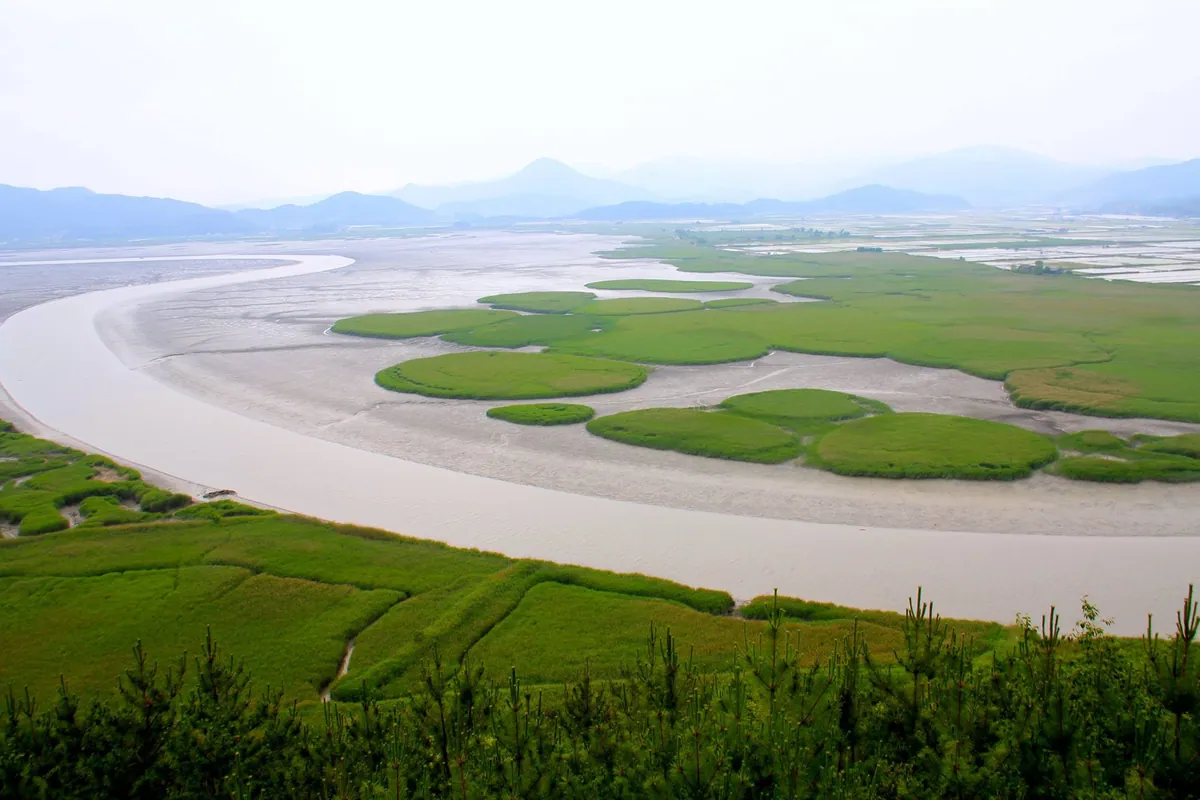 Suncheon Ecological Bay- 순천만습지