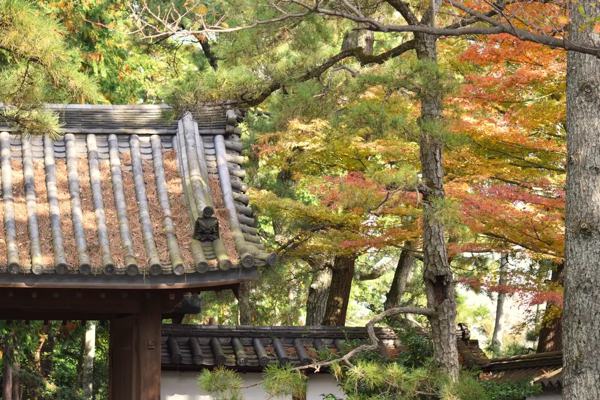 Sankeien Garden autumn