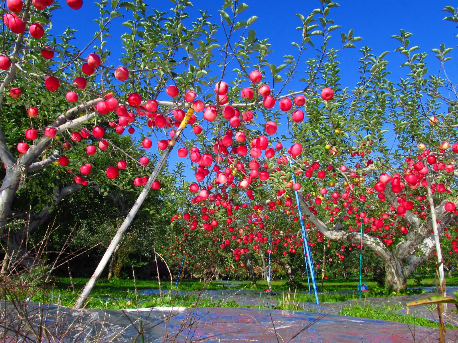 Aomori apples come in