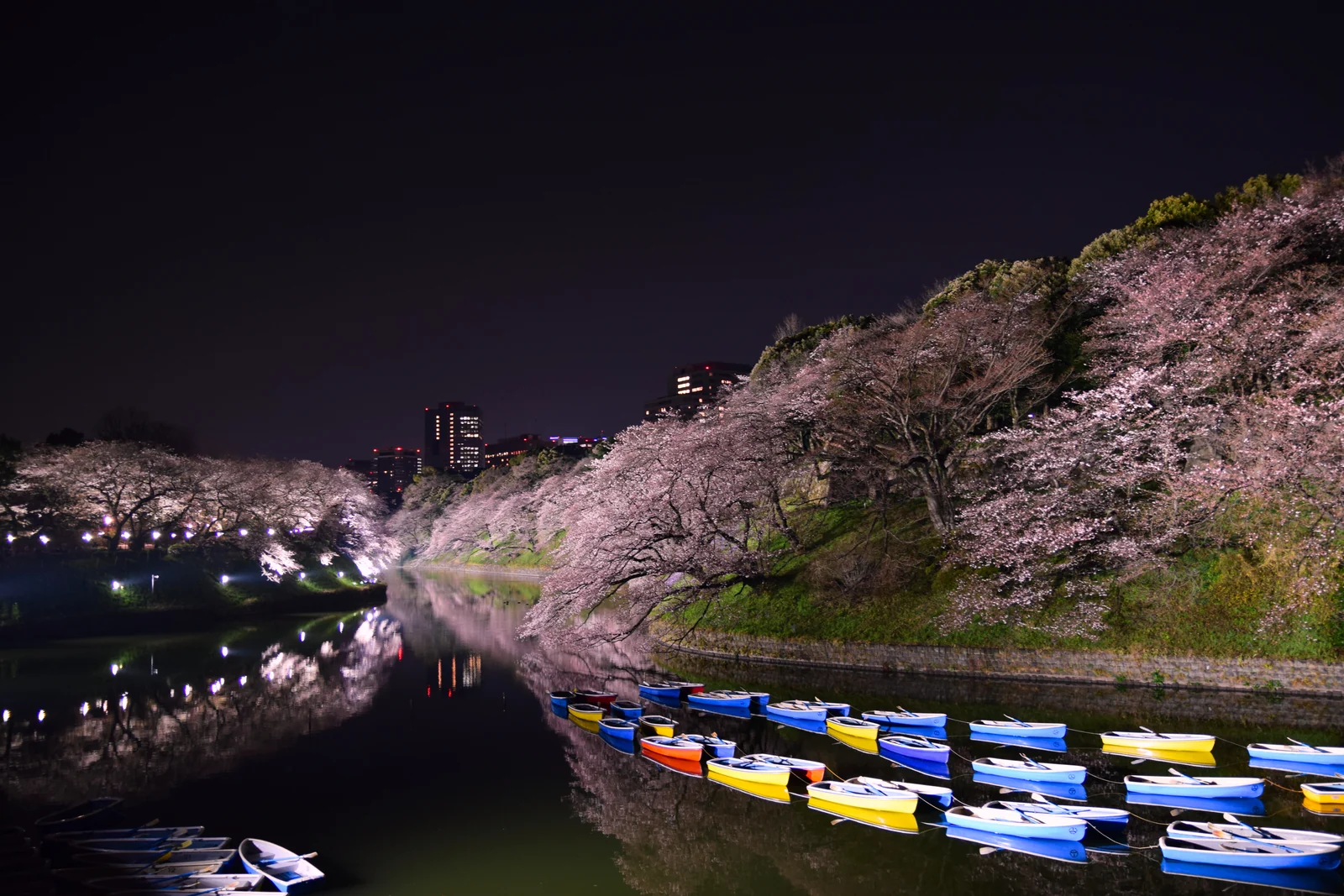 Tokyo, Yokohama, Kobe and Osaka in full bloom
