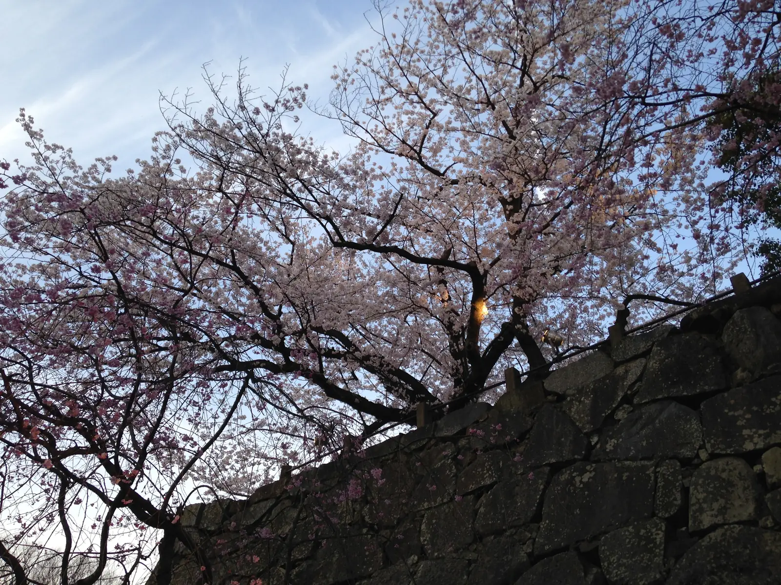 Cherry blossom opens in the south-west