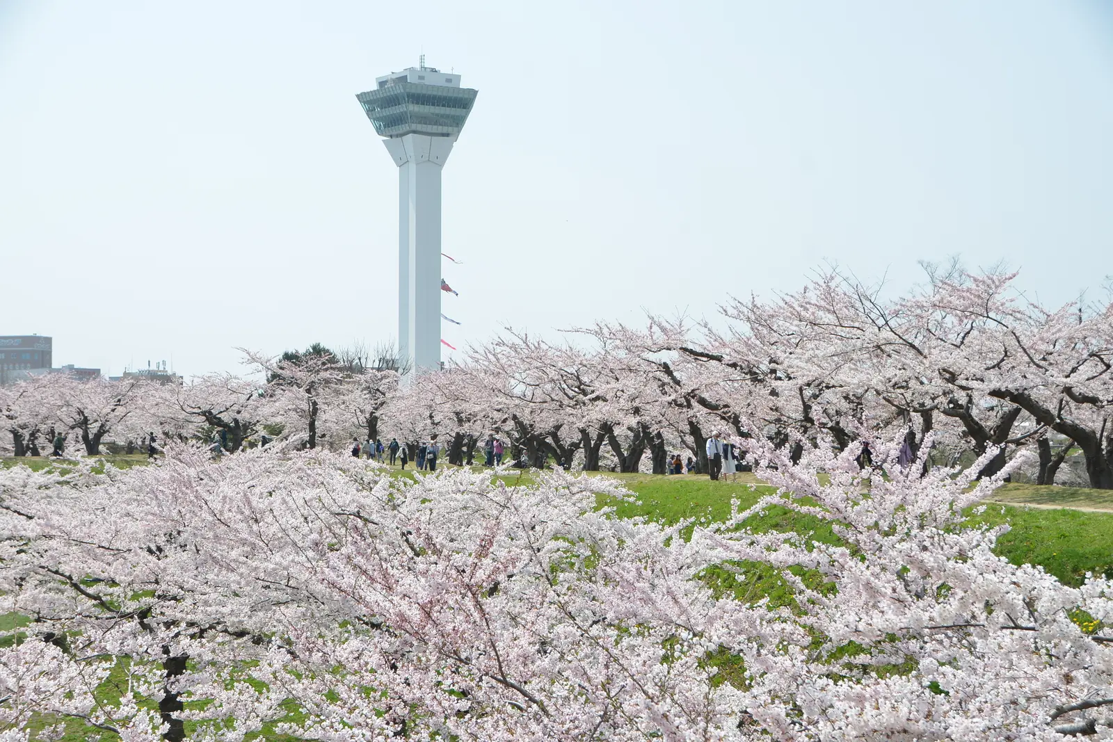 Hakodate and Otaru in full bloom