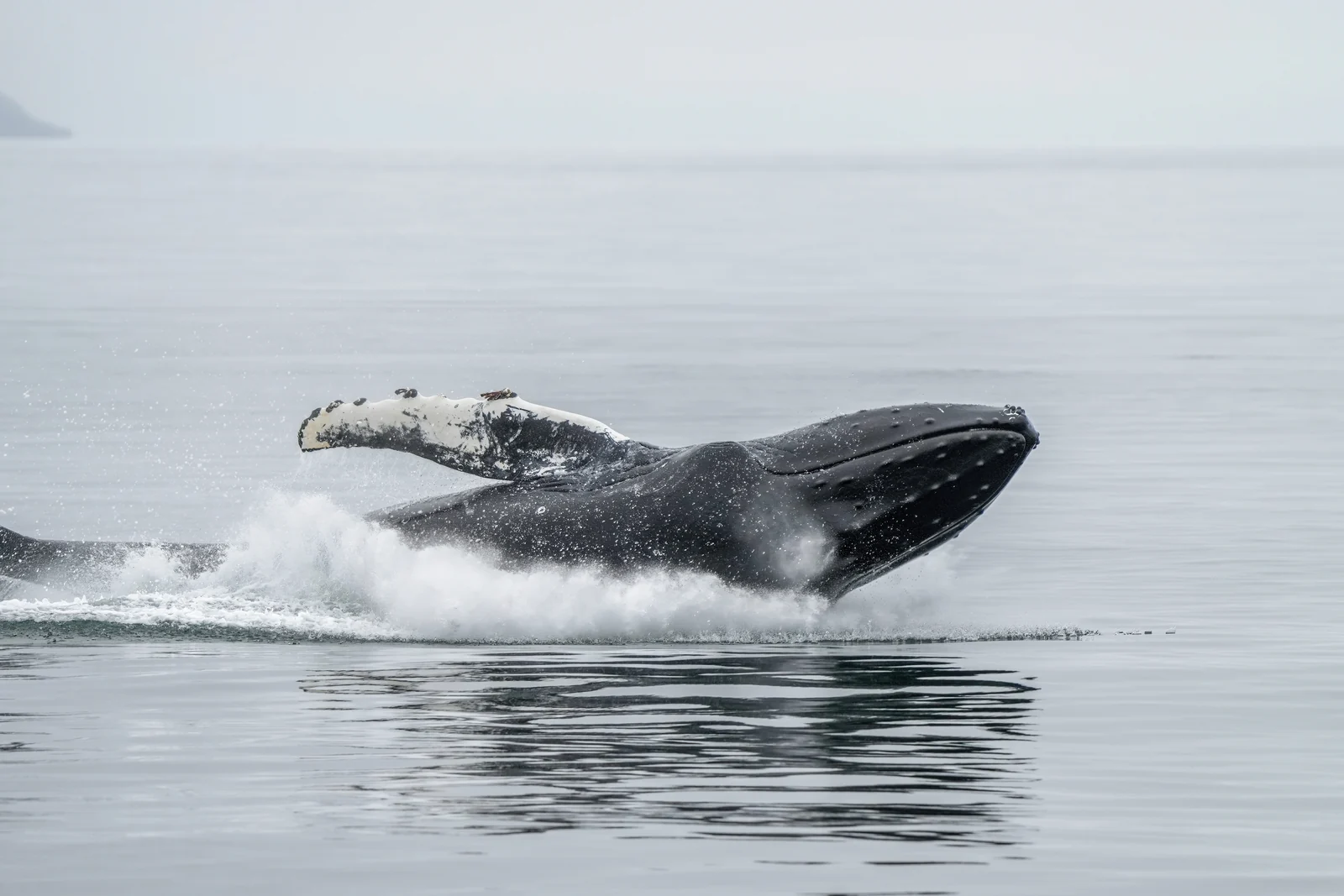 Humpback whales off Naha