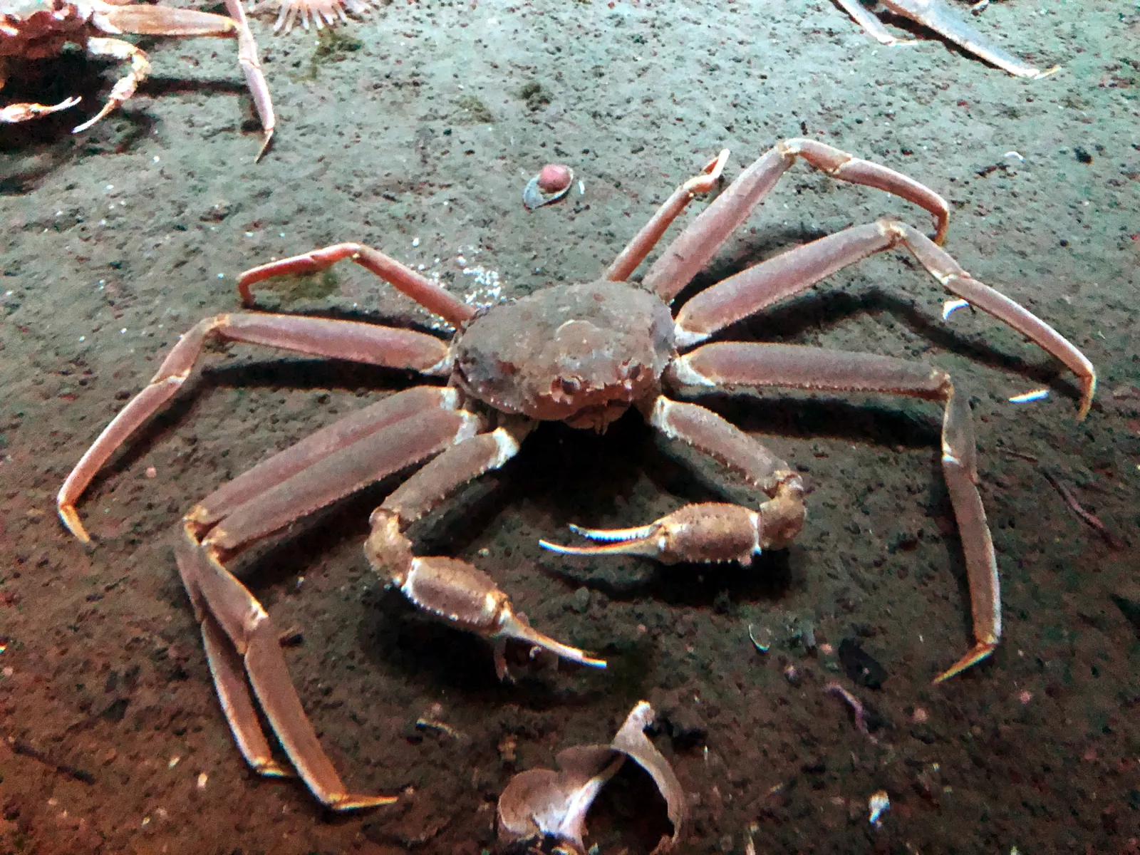 Last month for female snow crab