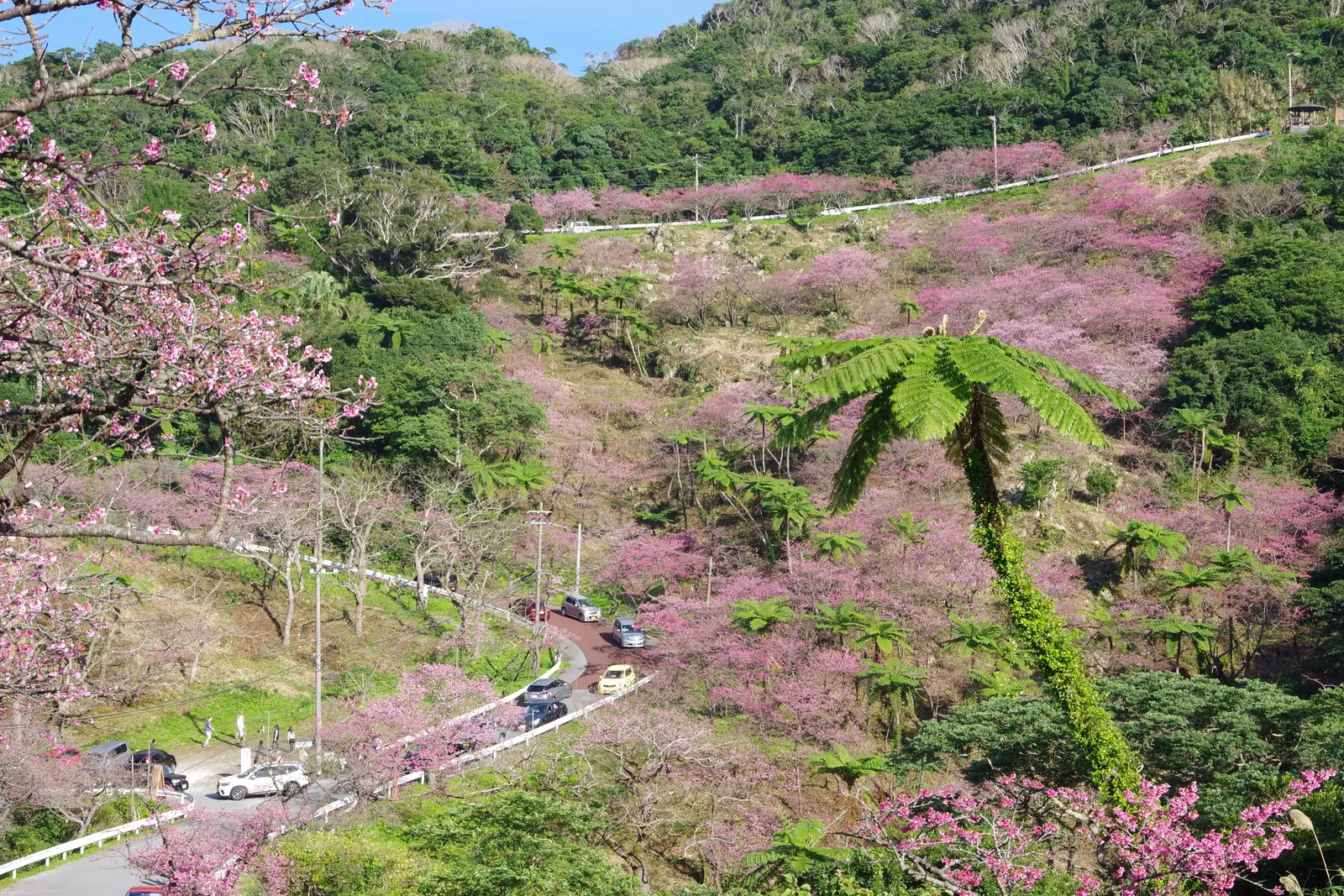Whales and cherry blossom