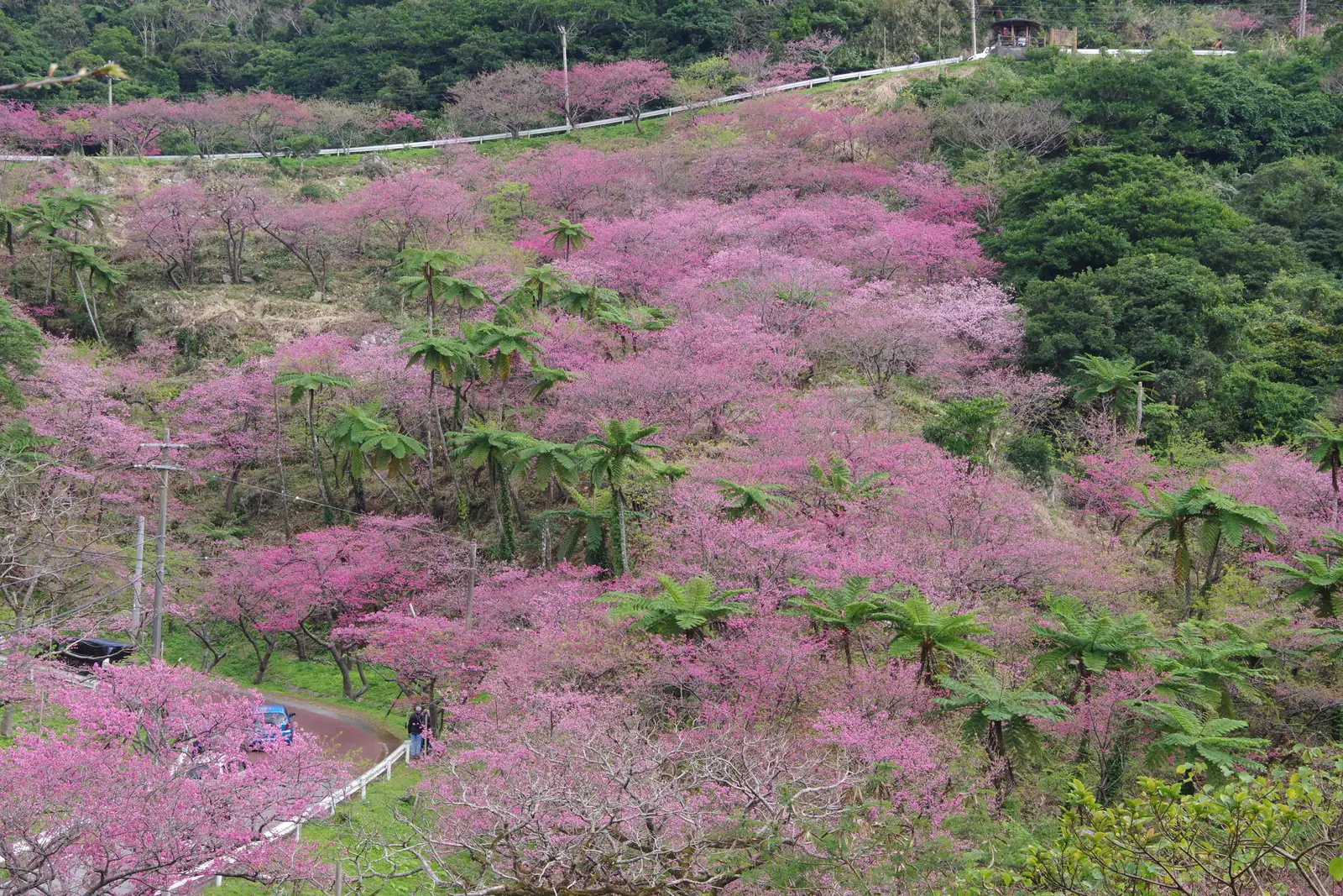 Japan’s first cherry blossom