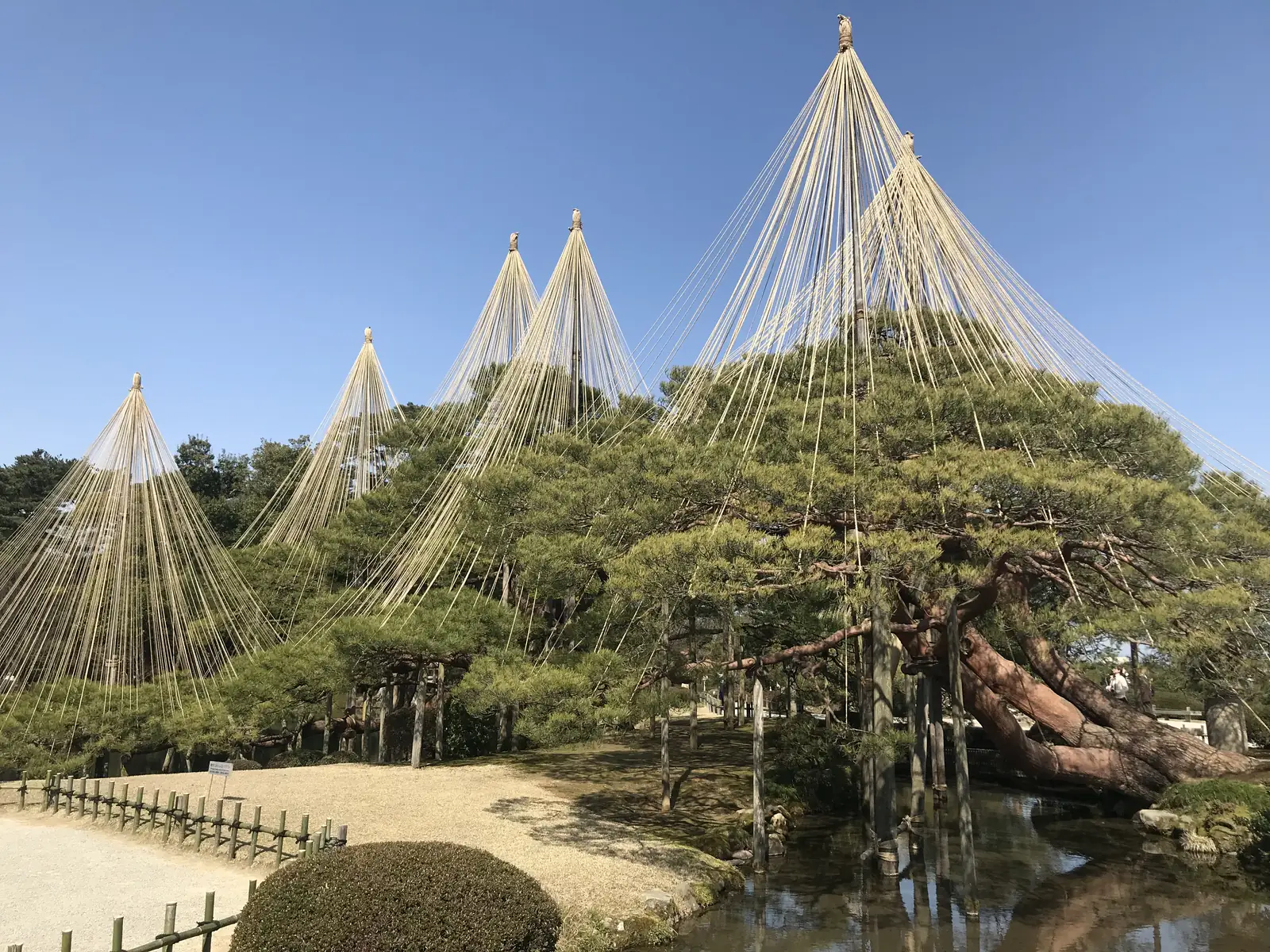 Kenroku-en: rope cones go up