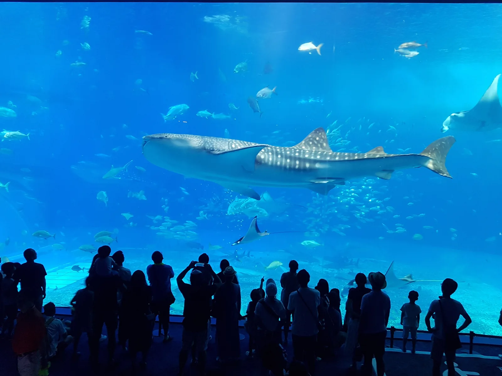 Churaumi Aquarium