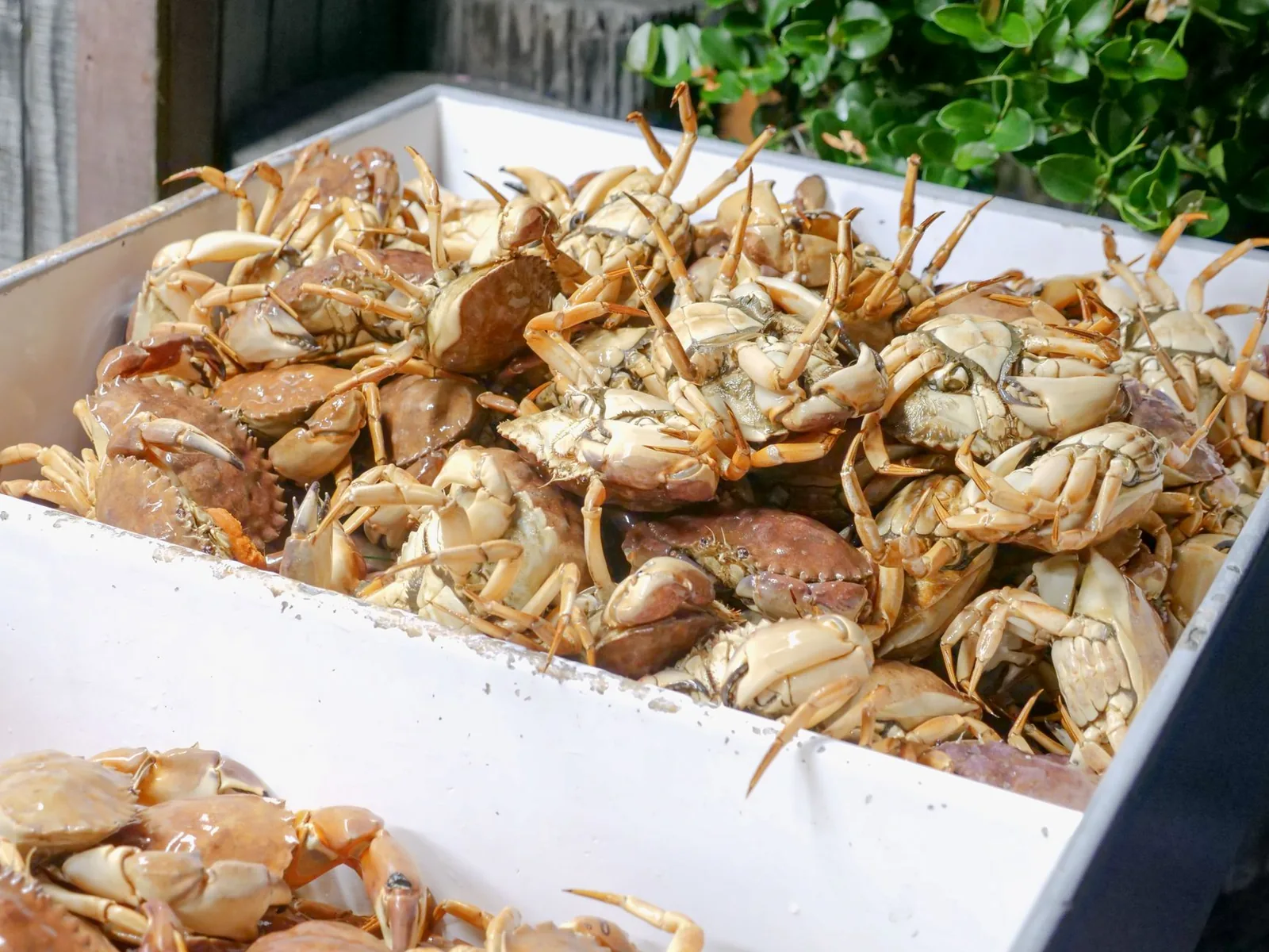 Snow-crab season ends