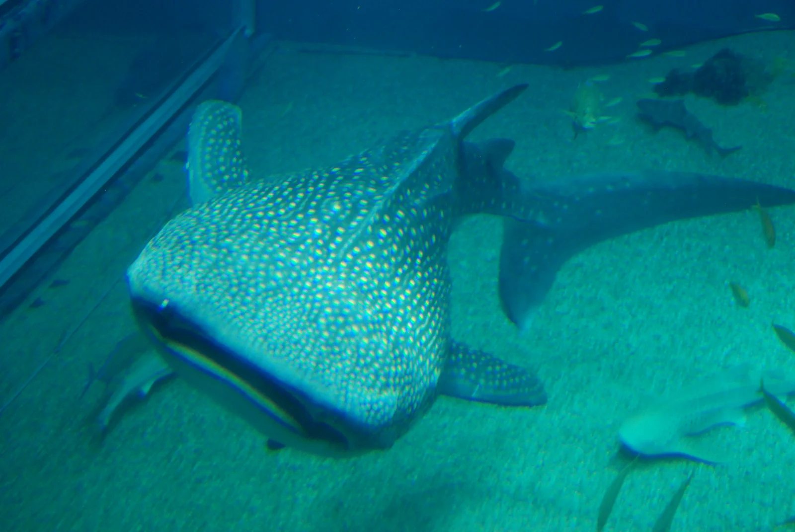 Osaka Aquarium Kaiyukan