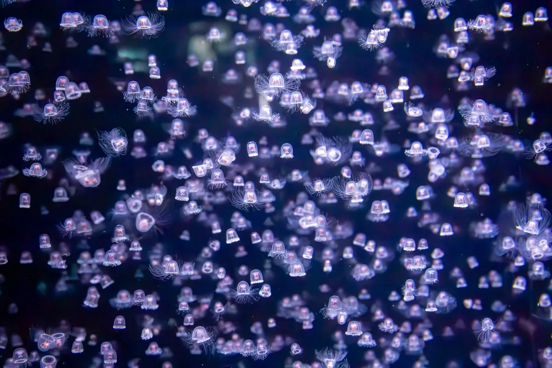Kamo Aquarium
