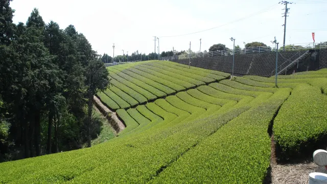 The Makinohara plateau