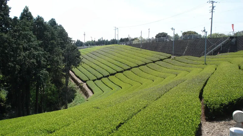The Makinohara tea plateau and the Grinpia factory