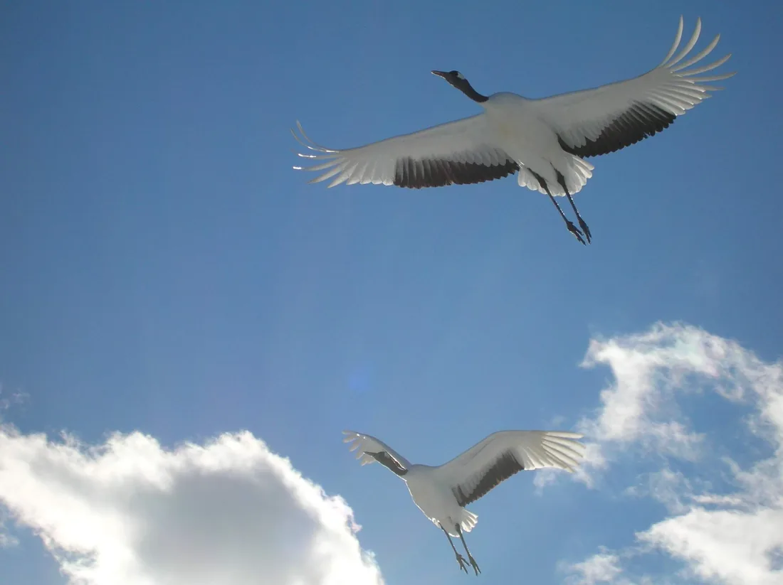 Crane Park