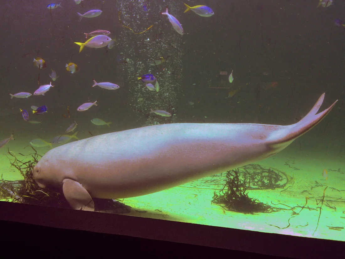 Toba Aquarium