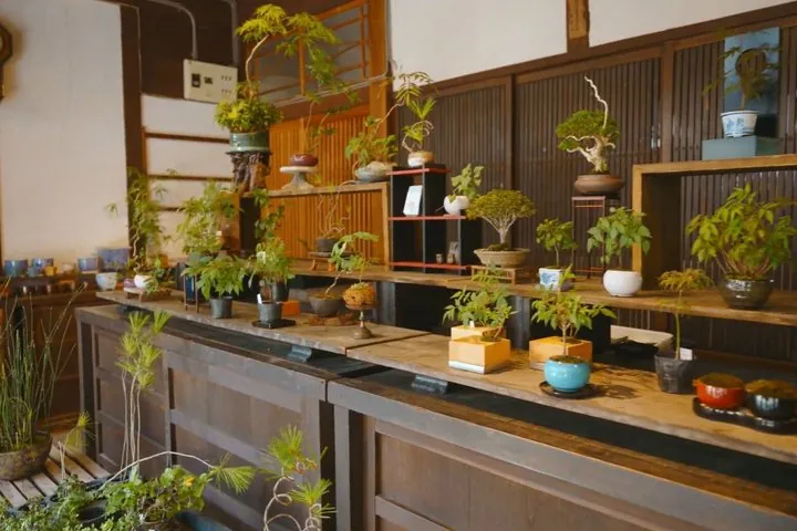 Explore Fukui’s Merchant Heritage with a Bonsai Craft Session — operator photo 10