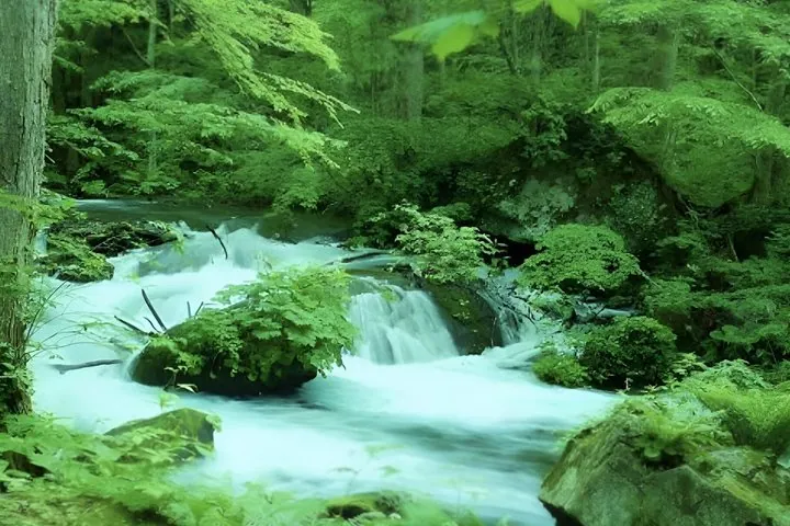 Aomori: Private Custom Tour with Local Guide — operator photo 3