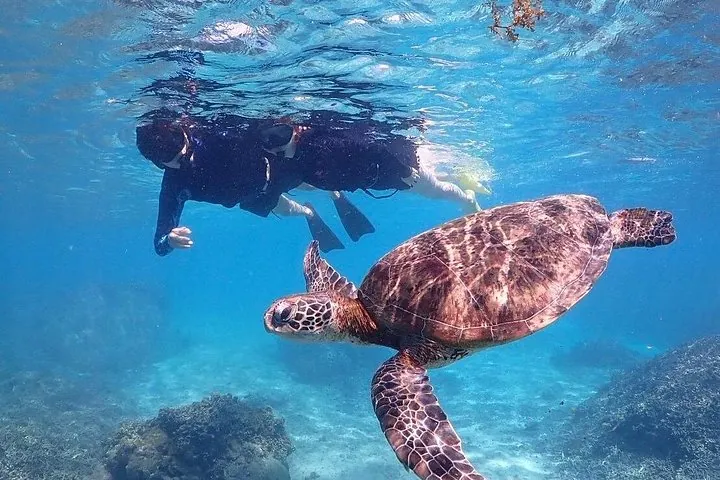 Okinawa Miyako Sea turtle Snorkeling Free Pick up and Drop off — operator photo 4