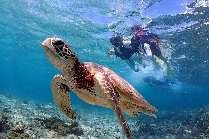 Okinawa Miyako Sea turtle Snorkeling Free Pick up and Drop off — operator photo 12