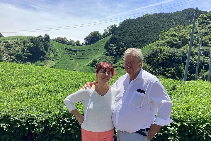 Tea Plantation view in May