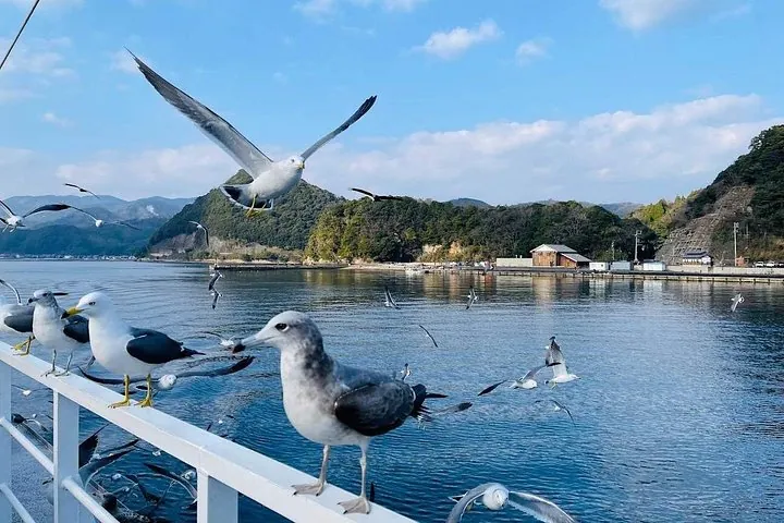 Ine Seagulls