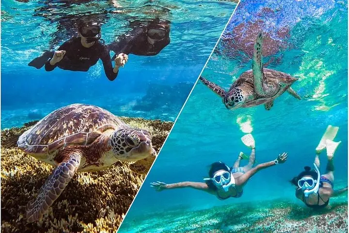 Okinawa Miyako Sea turtle Snorkeling Free Pick up and Drop off — operator photo 6