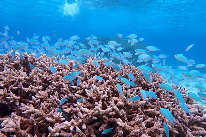 Okinawa Miyako Half Day Sea Turtle Snorkel with Free Photos — operator photo 3