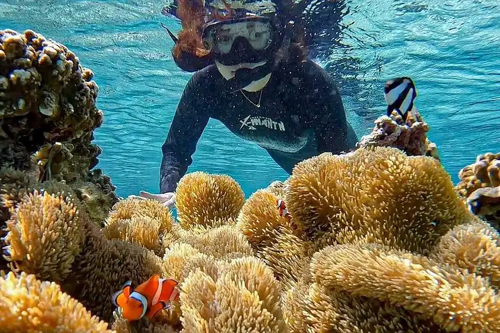 Okinawa Miyako Sea turtle Snorkeling Free Pick up and Drop off — operator photo 8