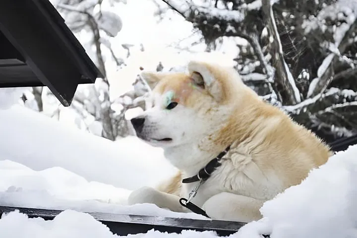 Akita Private Custom Tour with Local Guide — operator photo 4