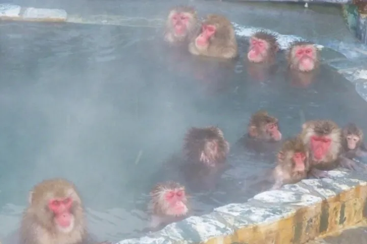 Hot spring monkeys:(From Dec. 1st)
