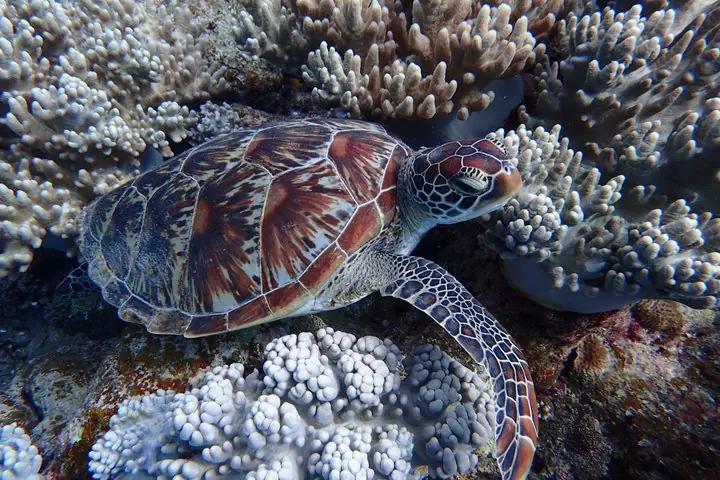 Okinawa Ishigaki Blue Cave Snorkeling Tour — operator photo 4
