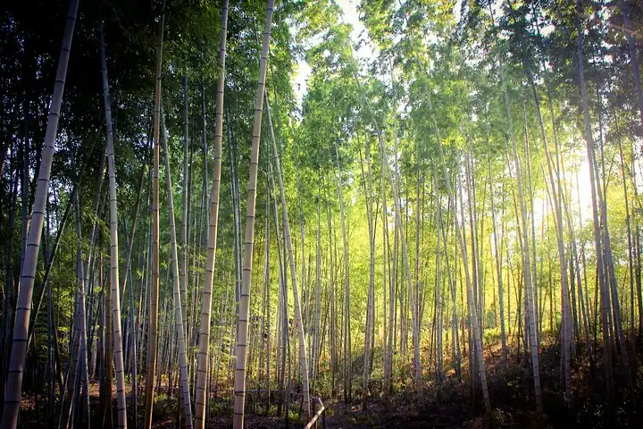 bamboo forest, better then Arashiyama!