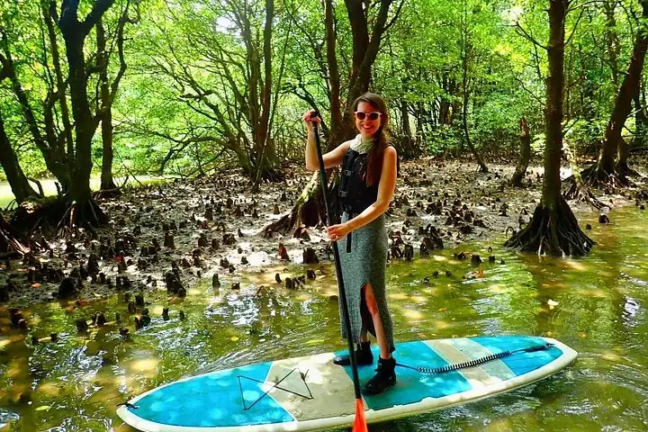 Okinawa Ishigaki Mangrove SUP or Canoe Tour — operator photo 6
