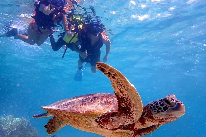 Okinawa Miyako Half Day Sea Turtle Snorkel with Free Photos — operator photo 4