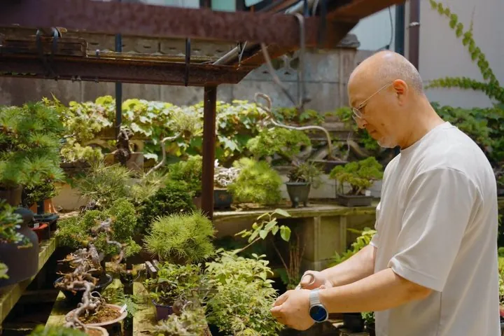 Explore Fukui’s Merchant Heritage with a Bonsai Craft Session — operator photo 2