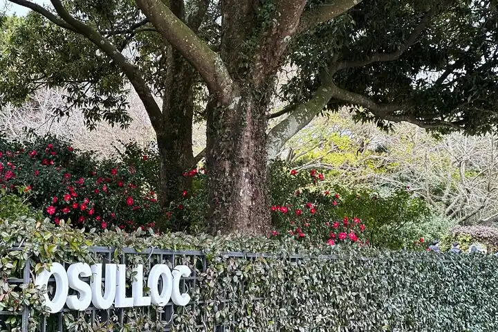 O'Sulloc Tea Museum
