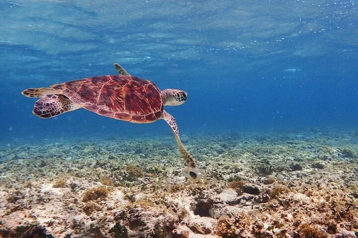 Ishigaki Mangrove SUP or Canoe + Blue Cave Snorkeling — operator photo 7