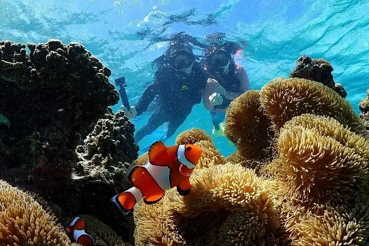 Okinawa Miyako Sea turtle Snorkeling Free Pick up and Drop off — operator photo 11