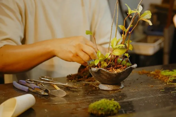 Explore Fukui’s Merchant Heritage with a Bonsai Craft Session — operator photo 8