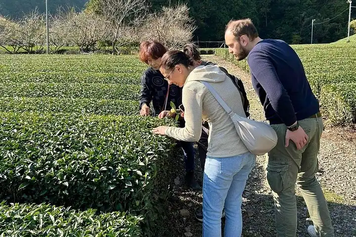 This tour will take you on a tour of a tea plantation in one of Japan's most famous green tea areas, Shizuoka.