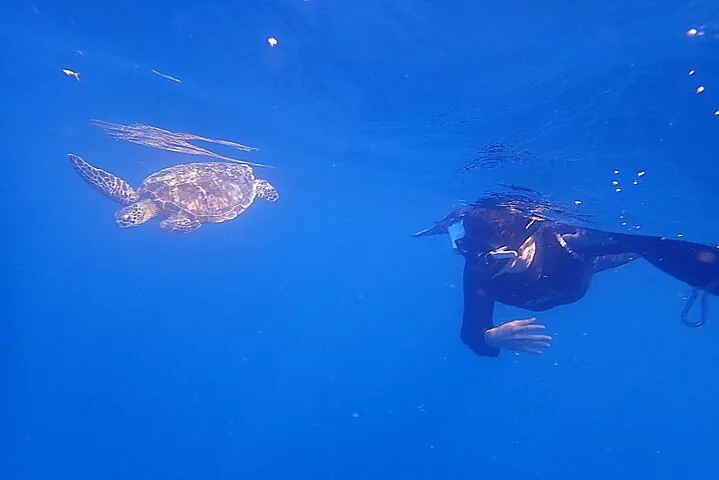 Discover Ishigaki's Hidden Treasures Snorkeling Tour at BlueCave — operator photo 4