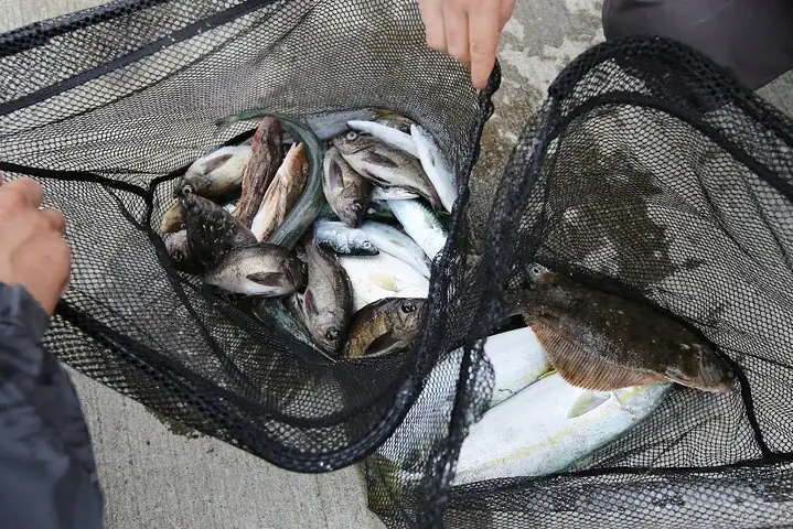 Sanriku Geopark Fishing Industry Field Trip — operator photo 6