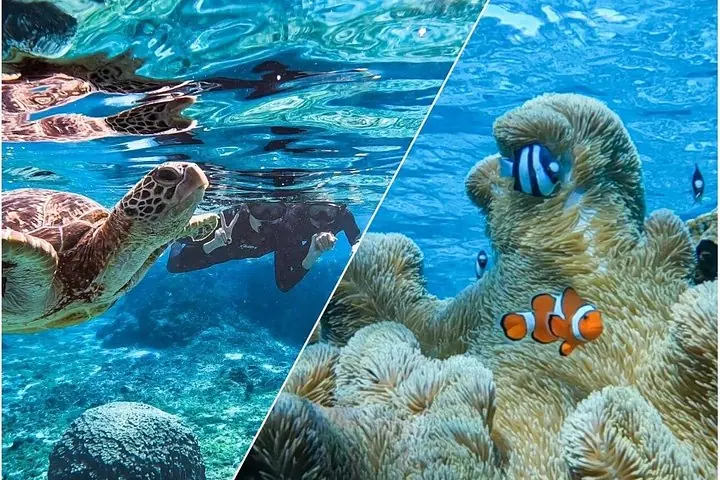 Okinawa Miyako Sea turtle Snorkeling Free Pick up and Drop off — operator photo 2