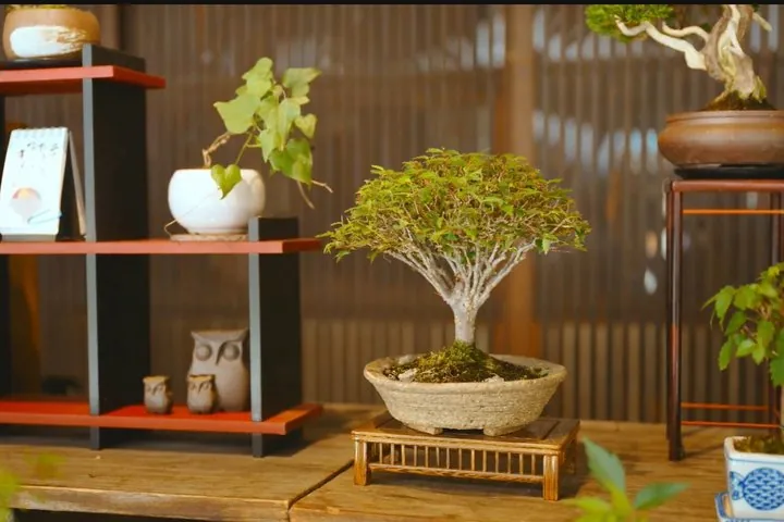 Explore Fukui’s Merchant Heritage with a Bonsai Craft Session — operator photo 7
