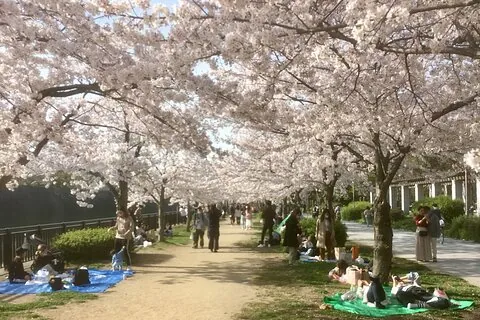 Osaka with a local guide