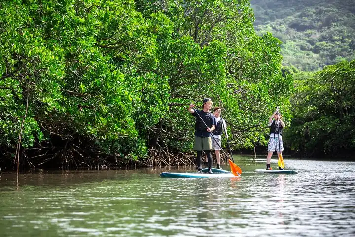 Okinawa Ishigaki Mangrove SUP or Canoe Tour — operator photo 2