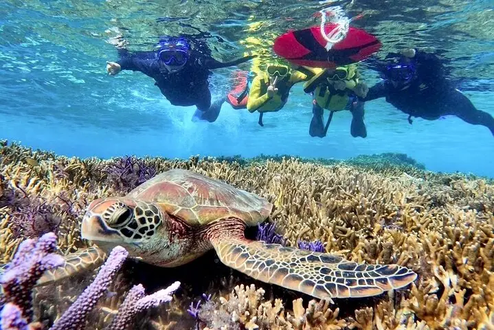 Okinawa Miyako Half Day Sea Turtle Snorkel with Free Photos — operator photo 5