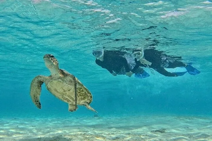 Okinawa Miyako Half Day Sea Turtle Snorkel with Free Photos — operator photo 10